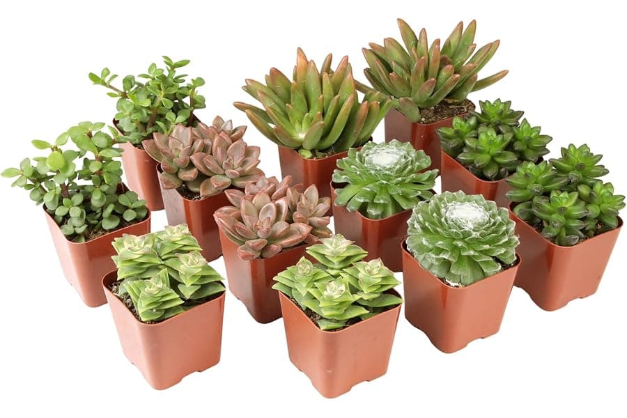 Best Live Succulent 12-Pack Variety Set 2026