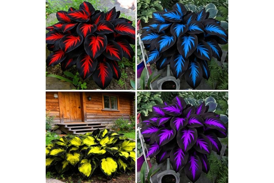 280+ Rare Perennial Hosta Flower Seeds Mix