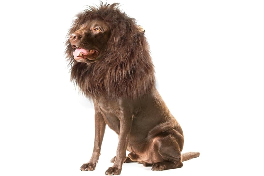 Best Dog Halloween Costumes (2026): Funny, Easy & Safe Picks