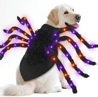 Halloween Light-Up Spider Dog Costume